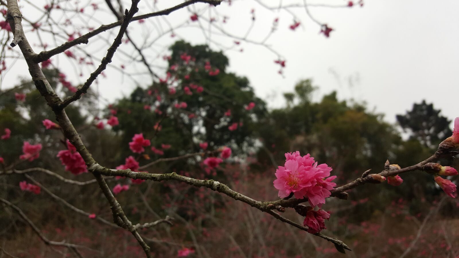 Samsung GALAXY S6 edge sample photo. Cherry blossoms, summit resort photography