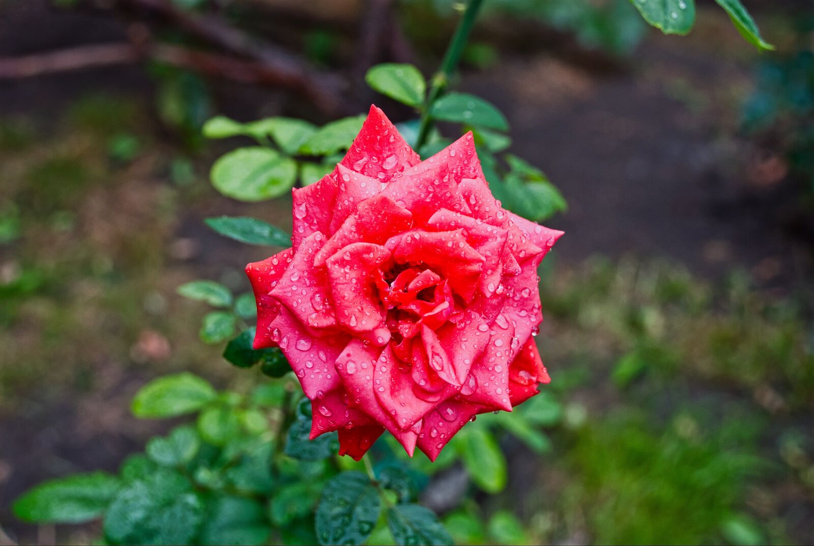 Nikon D80 sample photo. Rose, rain, flower photography