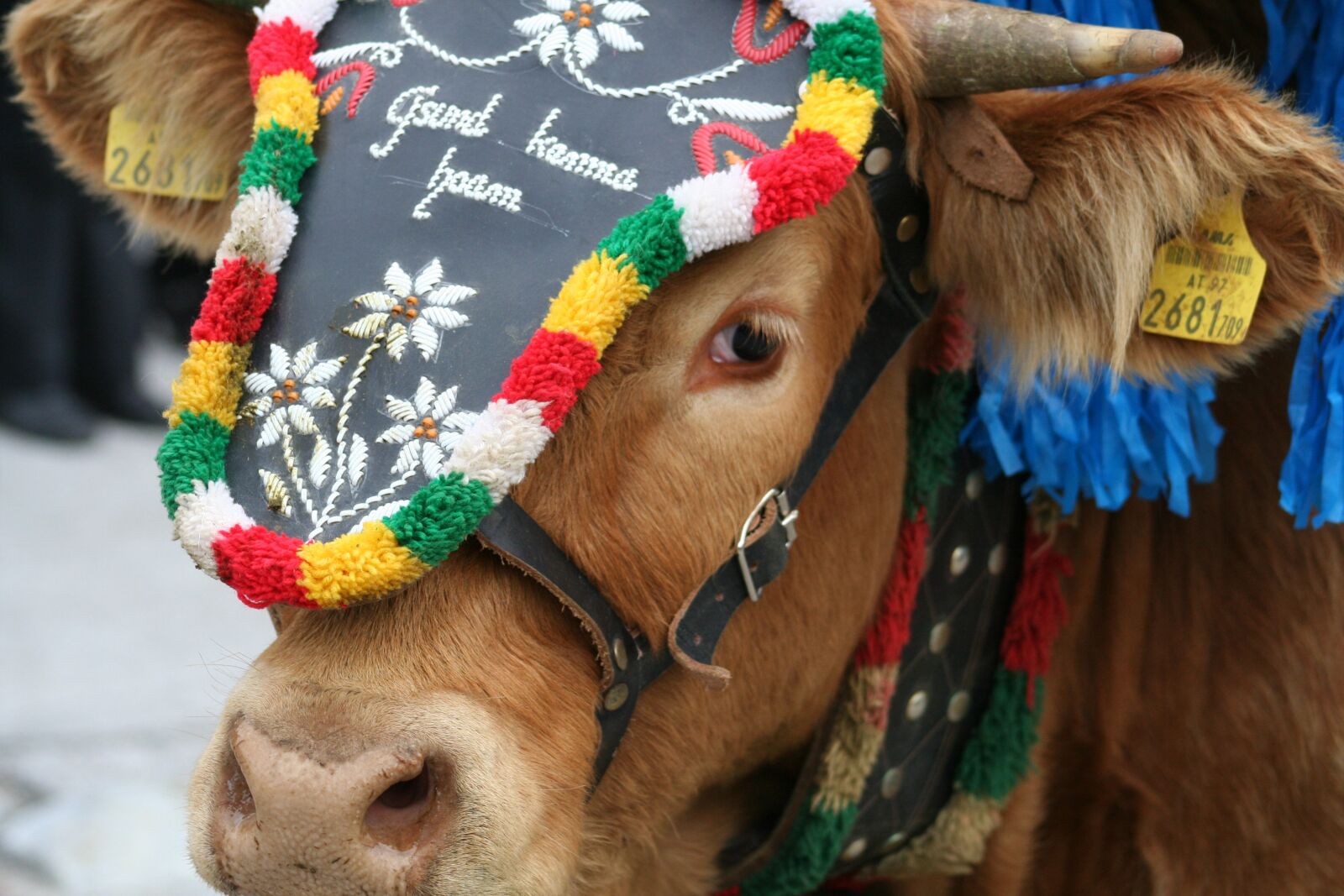 Canon EOS 350D (EOS Digital Rebel XT / EOS Kiss Digital N) sample photo. Cow, tradition, nature photography