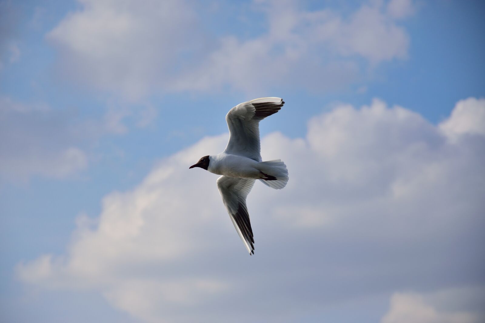 Nikon D3300 sample photo. Air, animal, background, bird photography