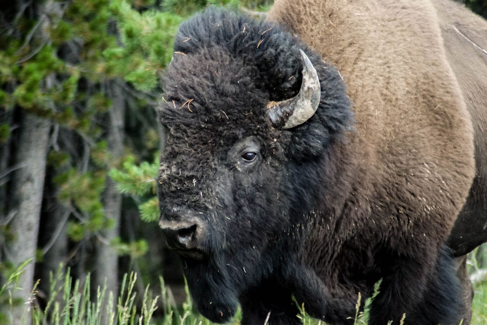 Sony SLT-A68 sample photo. Bison, animal, buffalo photography