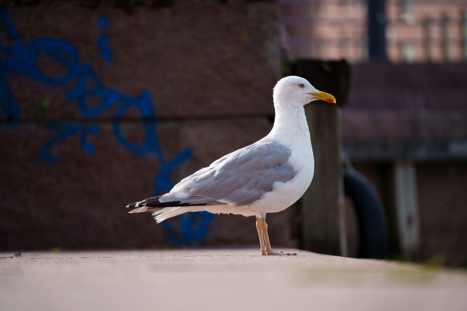 Sony a7R V sample photo. Seagull patrol photography