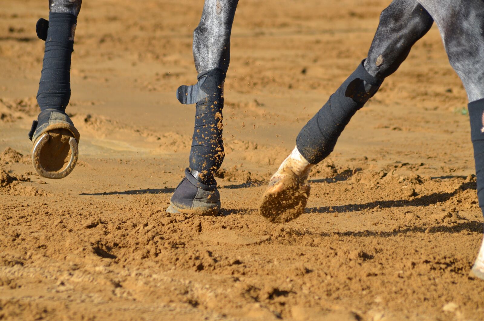 Nikon D7000 sample photo. Member, horse, dressage photography