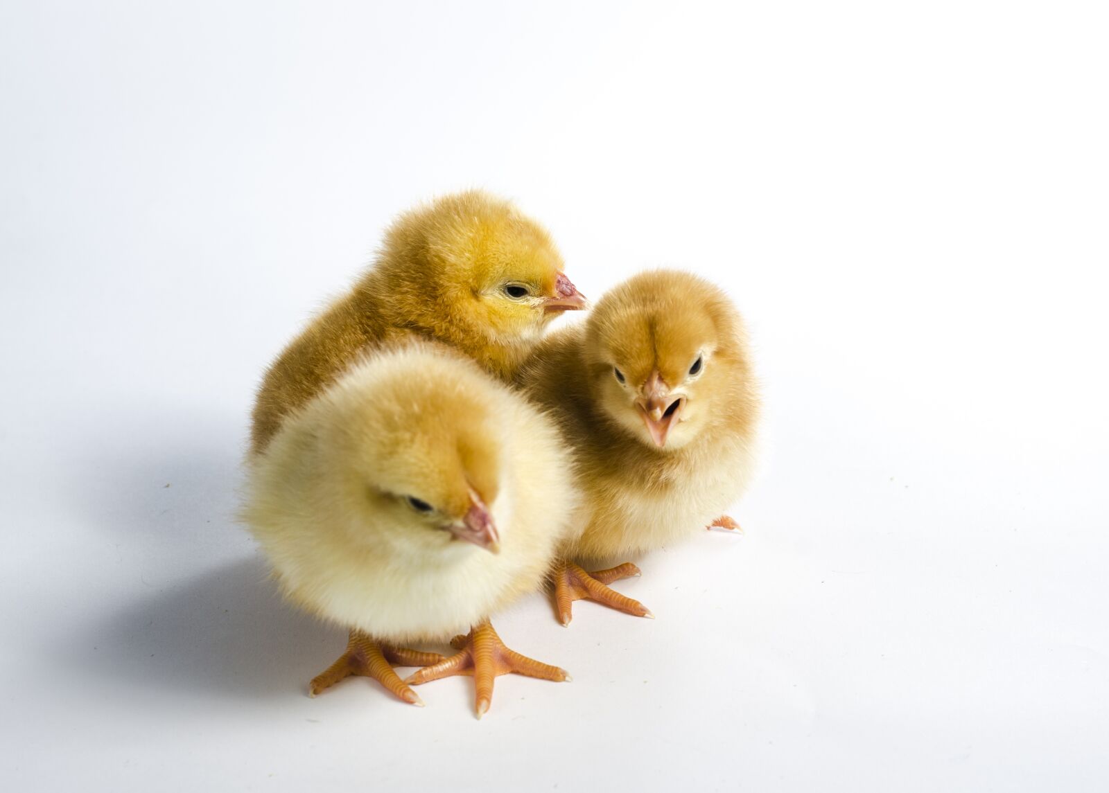 Nikon D7000 sample photo. Chicken, animal, bird photography