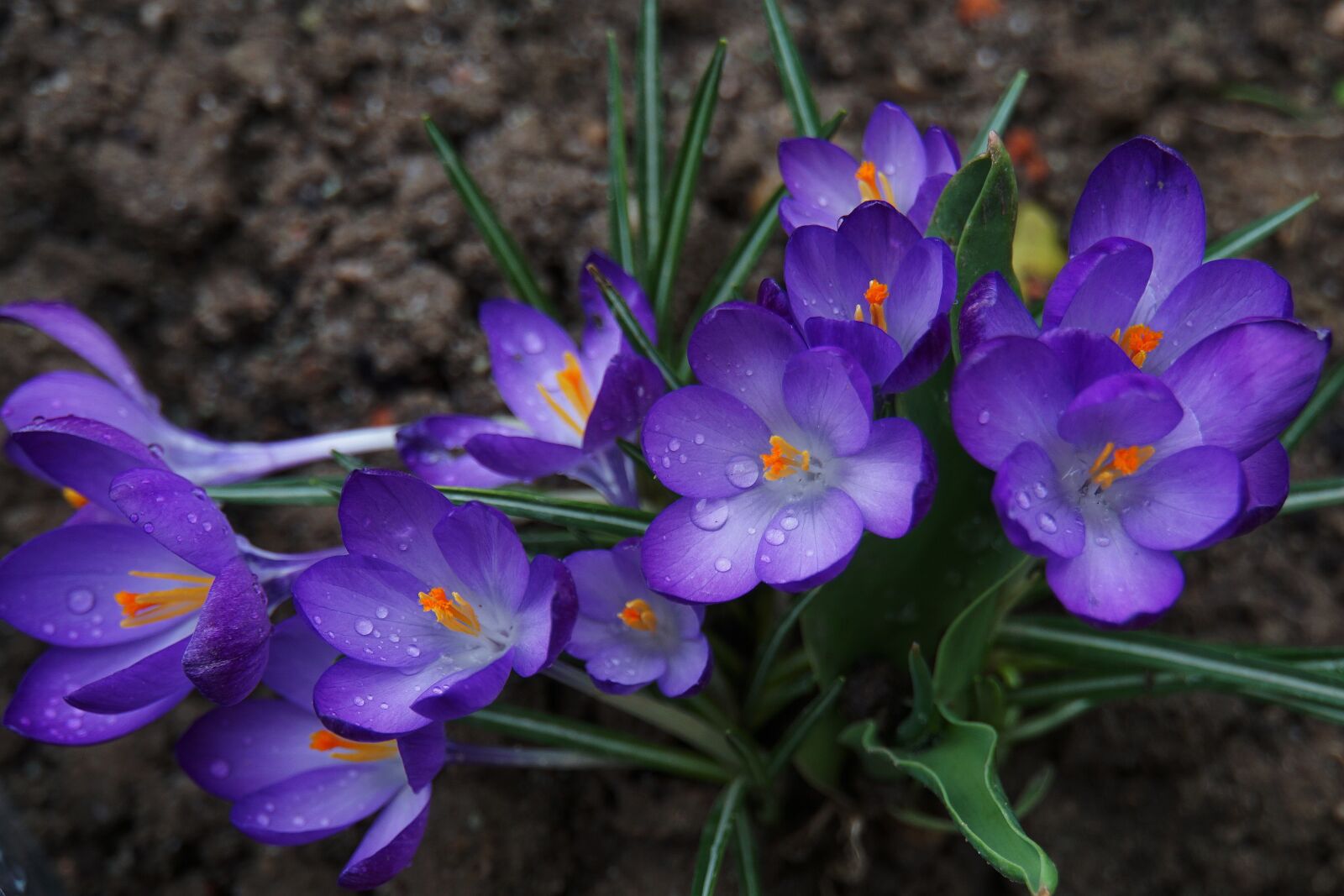 Sony a6000 sample photo. Crocus, purple, spring photography