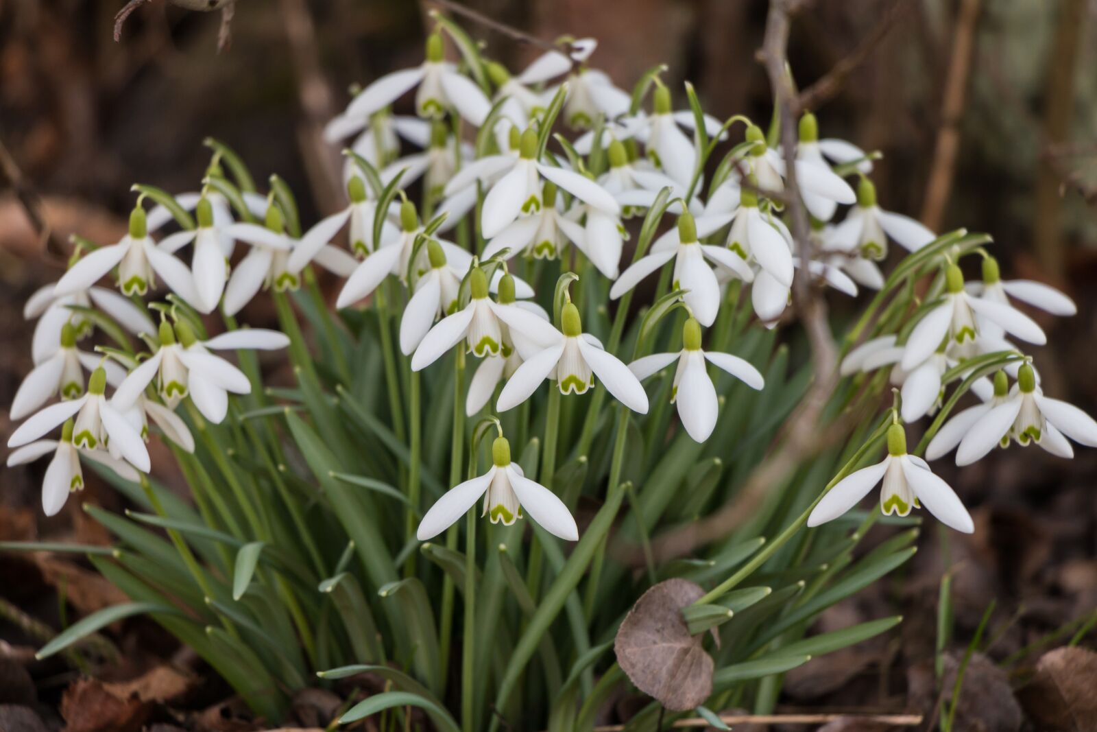 Canon EOS 70D sample photo. Snowdrop, early bloomer, spring photography