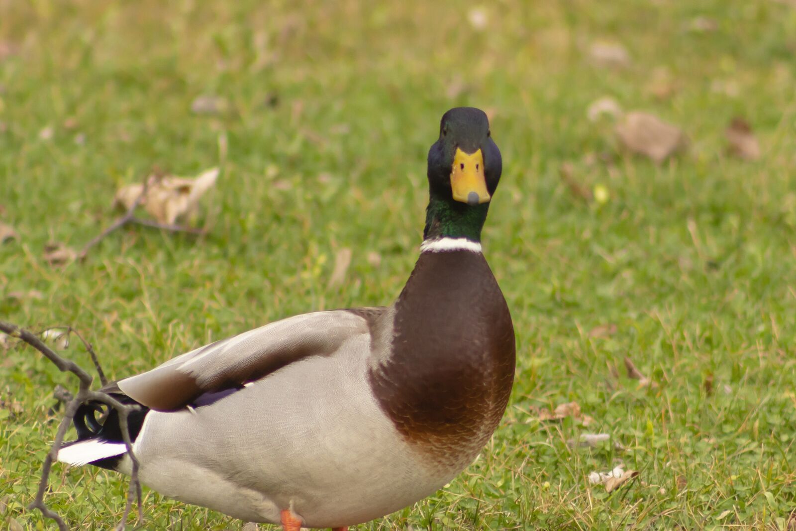Canon EF75-300mm f/4-5.6 sample photo. Mallard duck, teal, duck photography