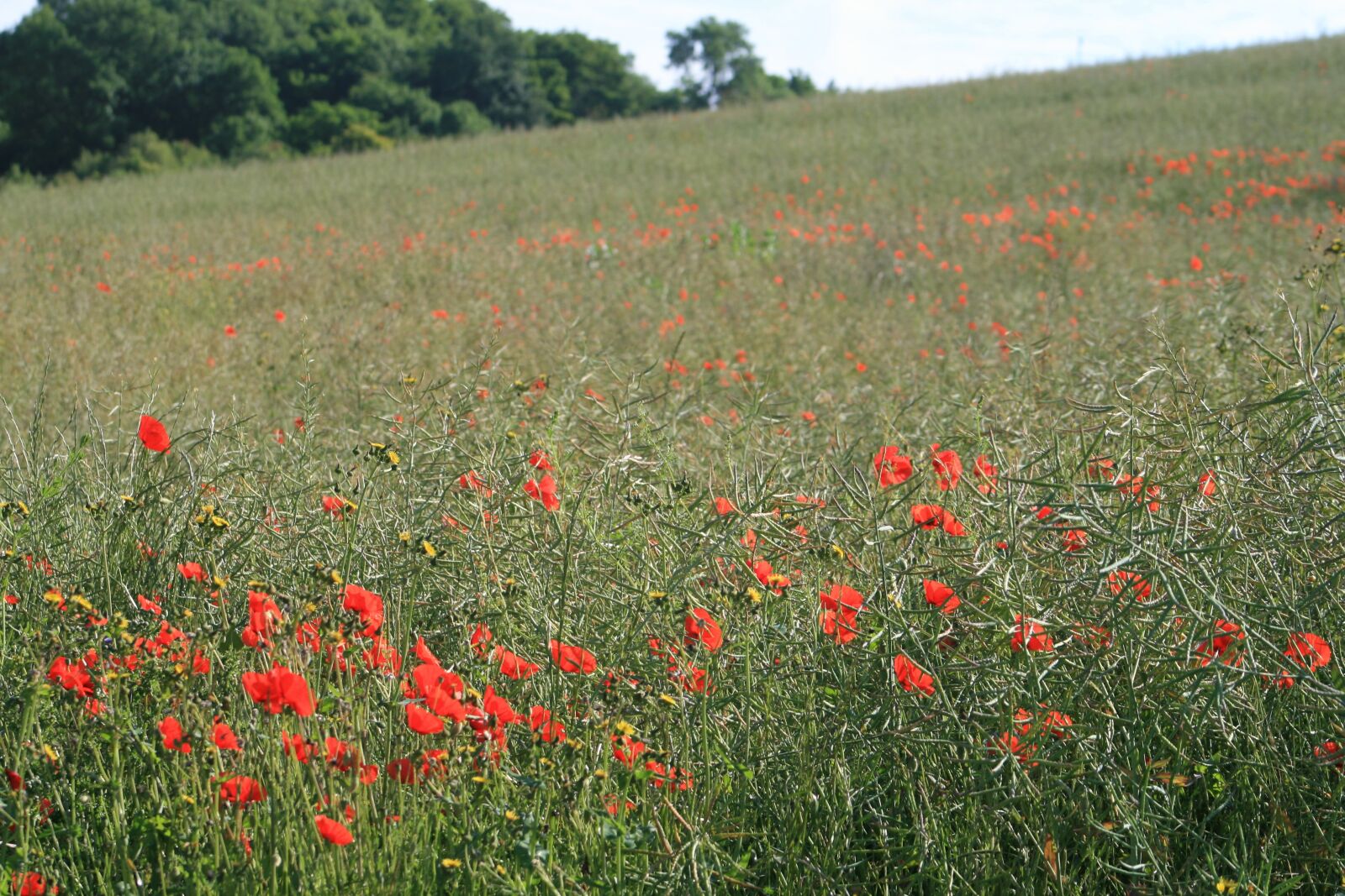Canon EOS 400D (EOS Digital Rebel XTi / EOS Kiss Digital X) sample photo. Poppy, field, nature photography