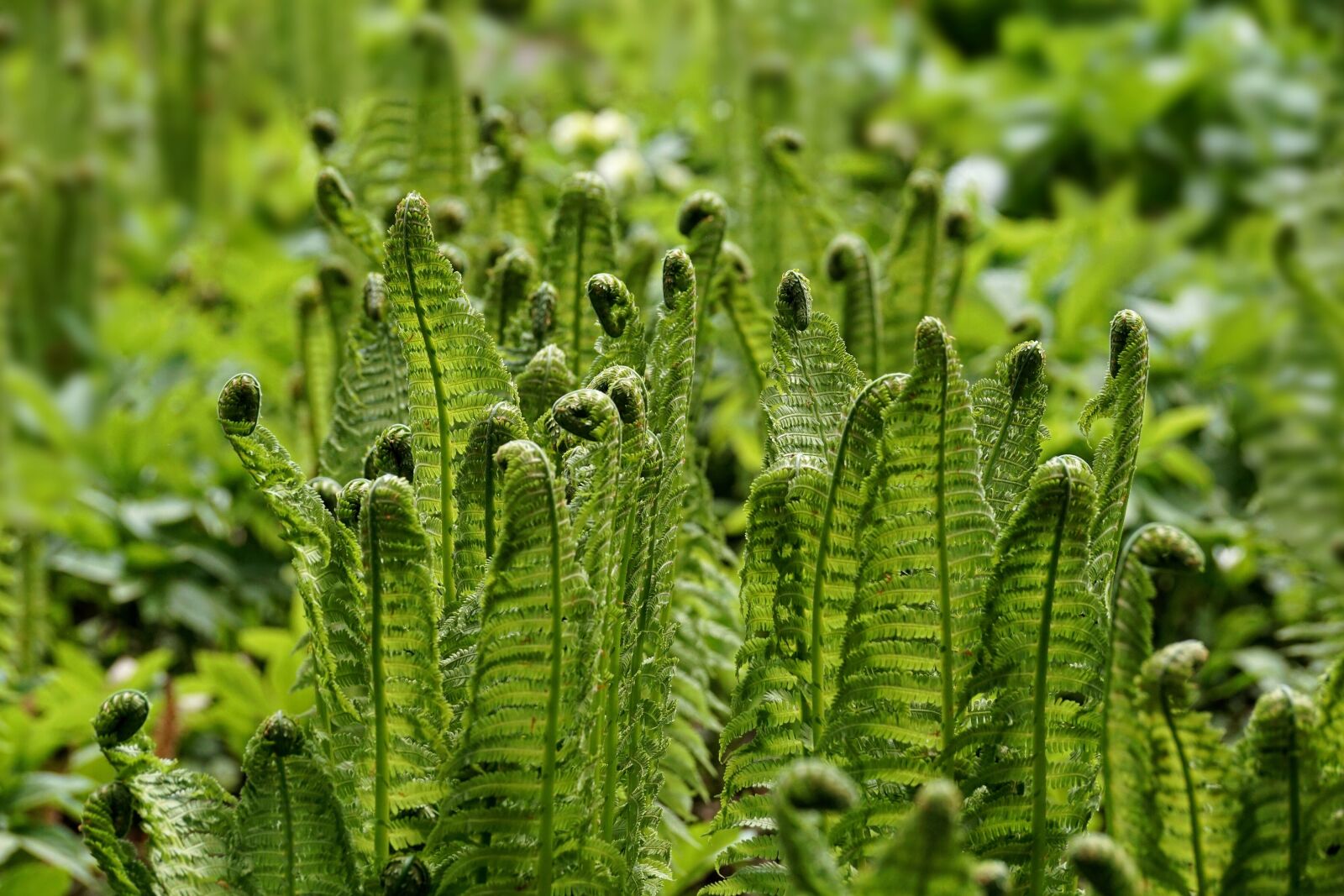 Sony DT 55-300mm F4.5-5.6 SAM sample photo. Fern, fiddlehead, vessel sporenpflanze photography
