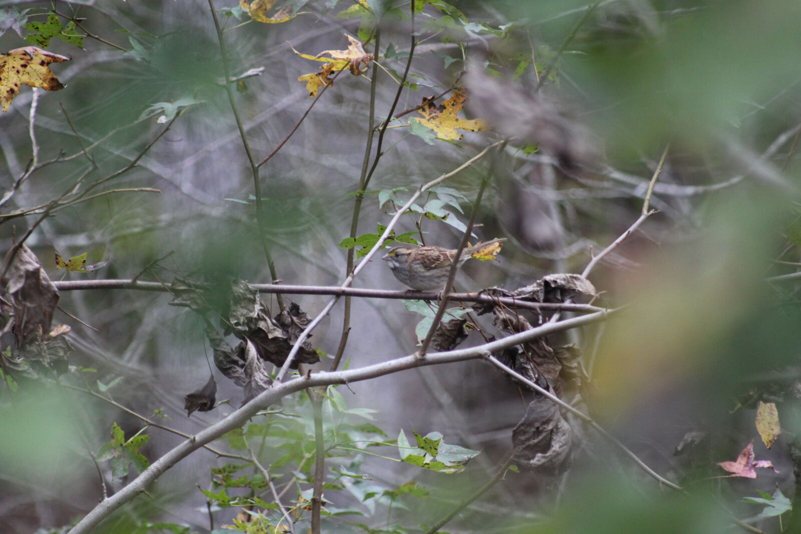 Canon EOS 50D sample photo