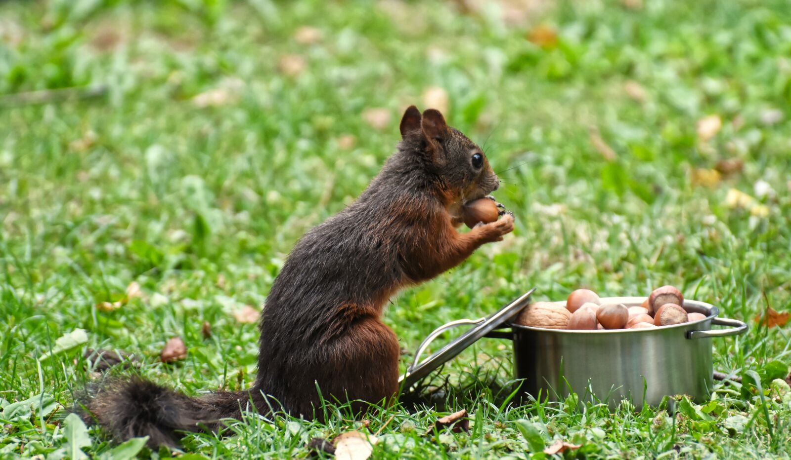 Nikon D7200 sample photo. Pot, cooking pot, nuts photography