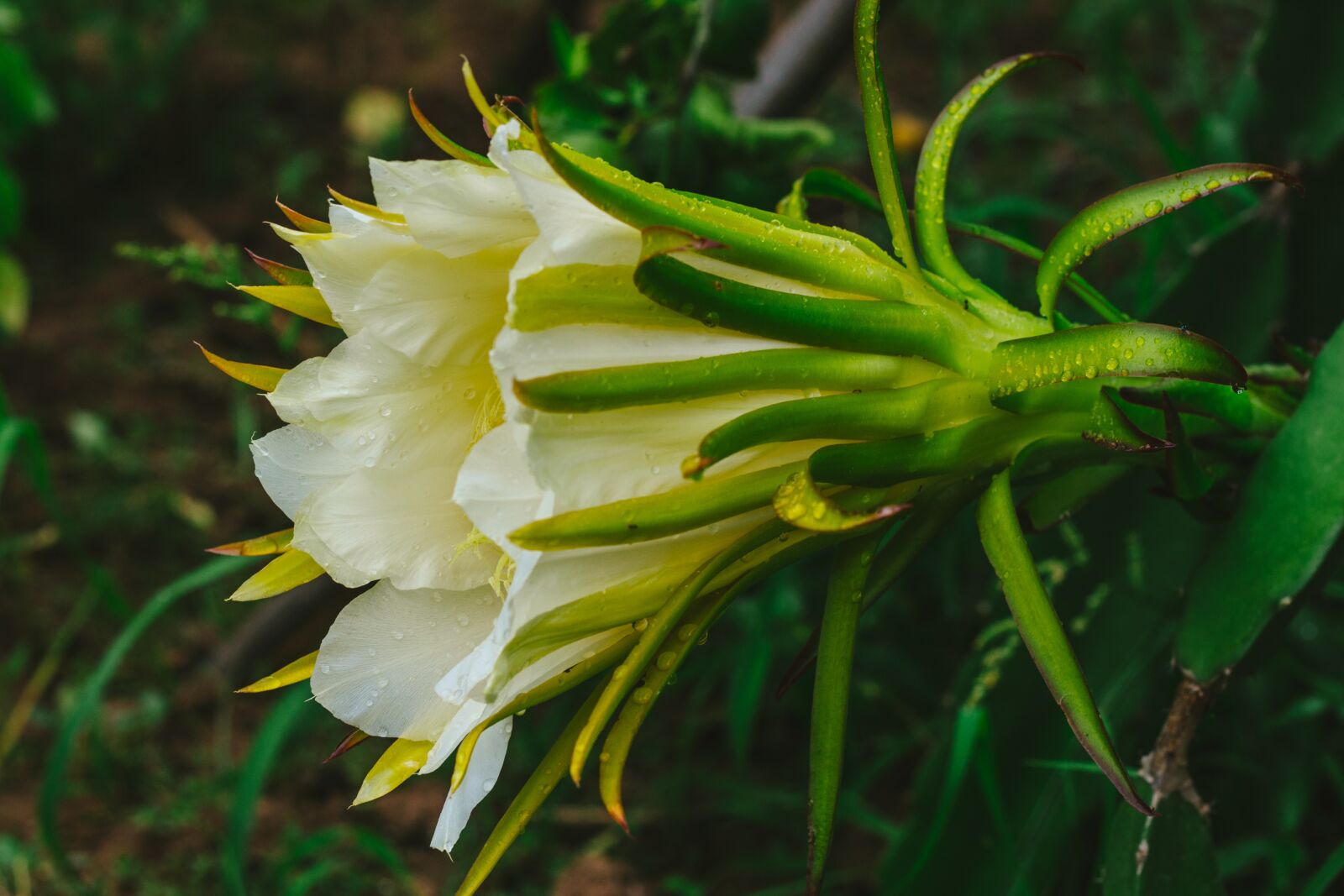 Canon EOS 700D (EOS Rebel T5i / EOS Kiss X7i) + Canon EF 50mm F1.8 STM sample photo. Thorns, dragon fruit, fruit photography