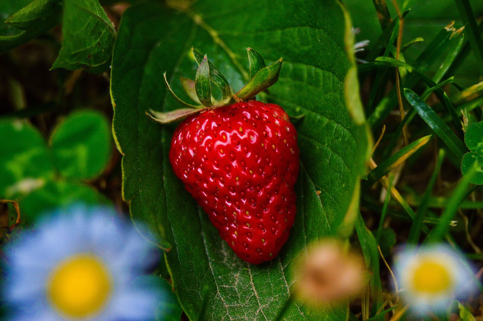 Nikon D3200 sample photo. Strawberry, fruit, red photography