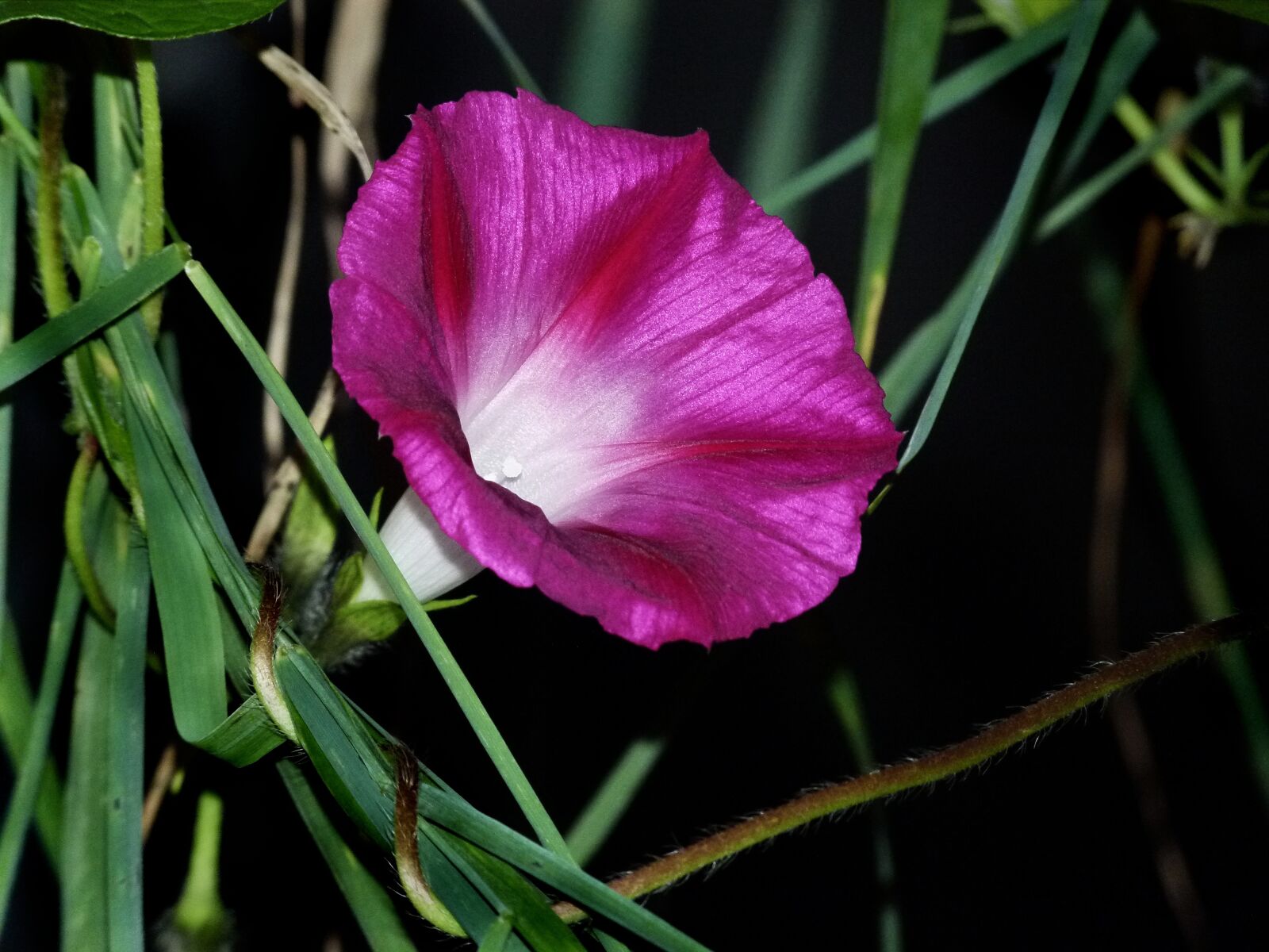 Panasonic Lumix DMC-FZ100 sample photo. Morning glory, morning, glory photography
