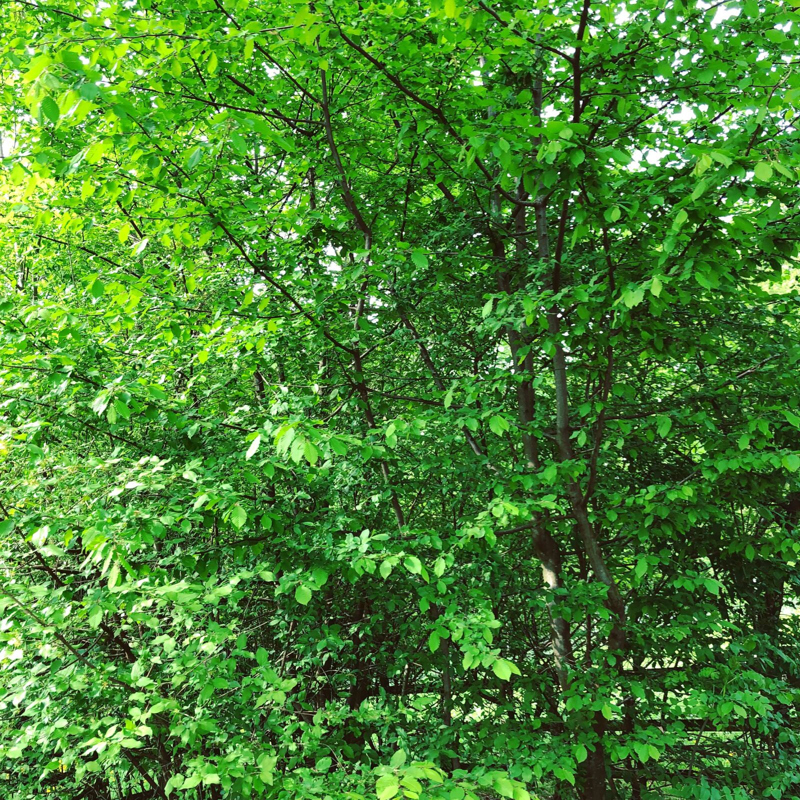 Apple iPhone 8 sample photo. Green, wood, nature photography