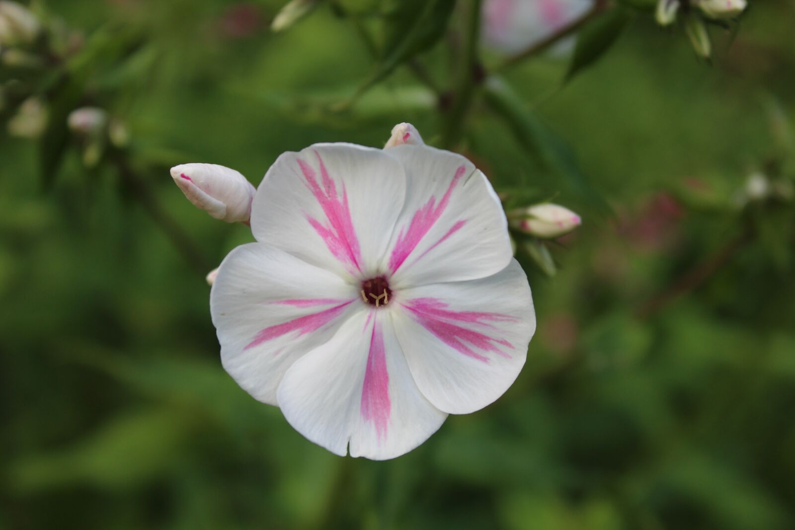 Canon EOS 1200D (EOS Rebel T5 / EOS Kiss X70 / EOS Hi) sample photo. Flower, blossom, bloom photography