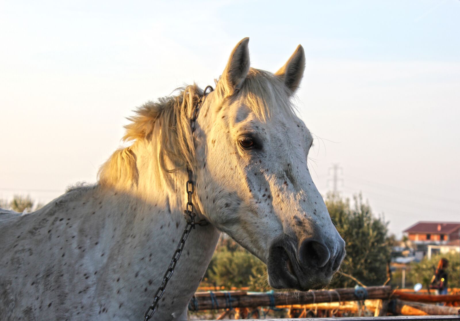 Canon EOS 550D (EOS Rebel T2i / EOS Kiss X4) sample photo. Animal, horse, white photography