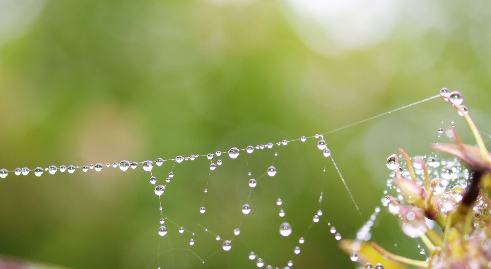 Olympus E-520 (EVOLT E-520) sample photo. Web, dew, rain drops photography