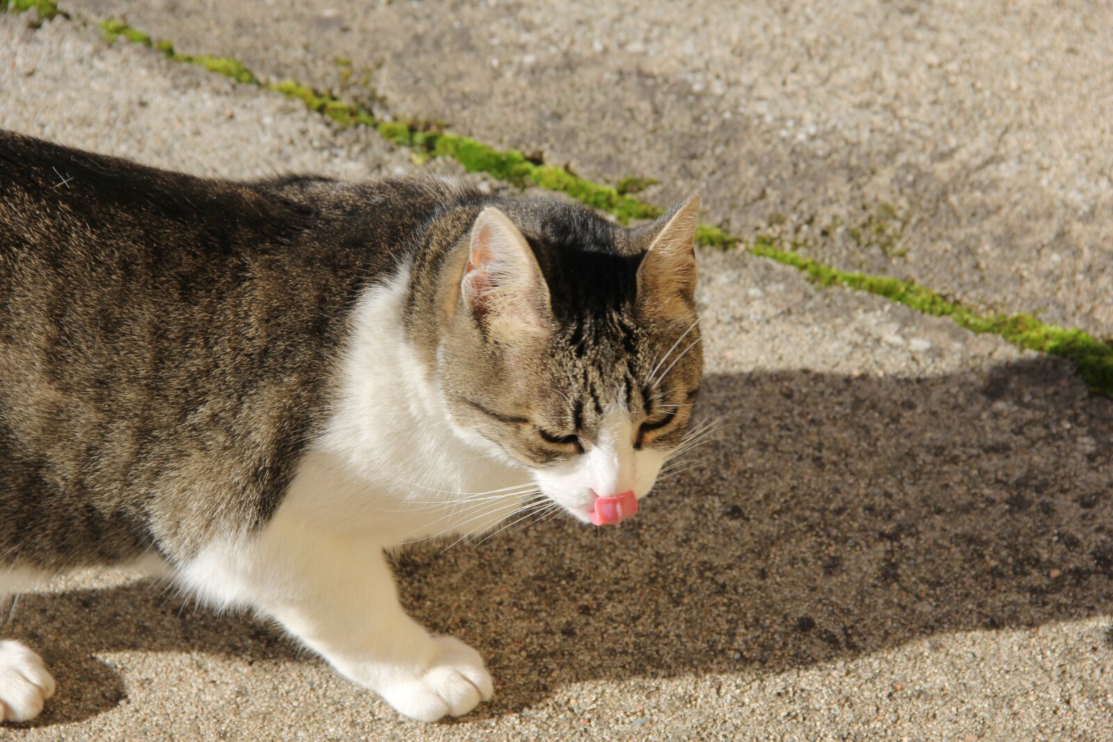 Canon EOS 60D sample photo. Ghjattina, cat, tabby photography