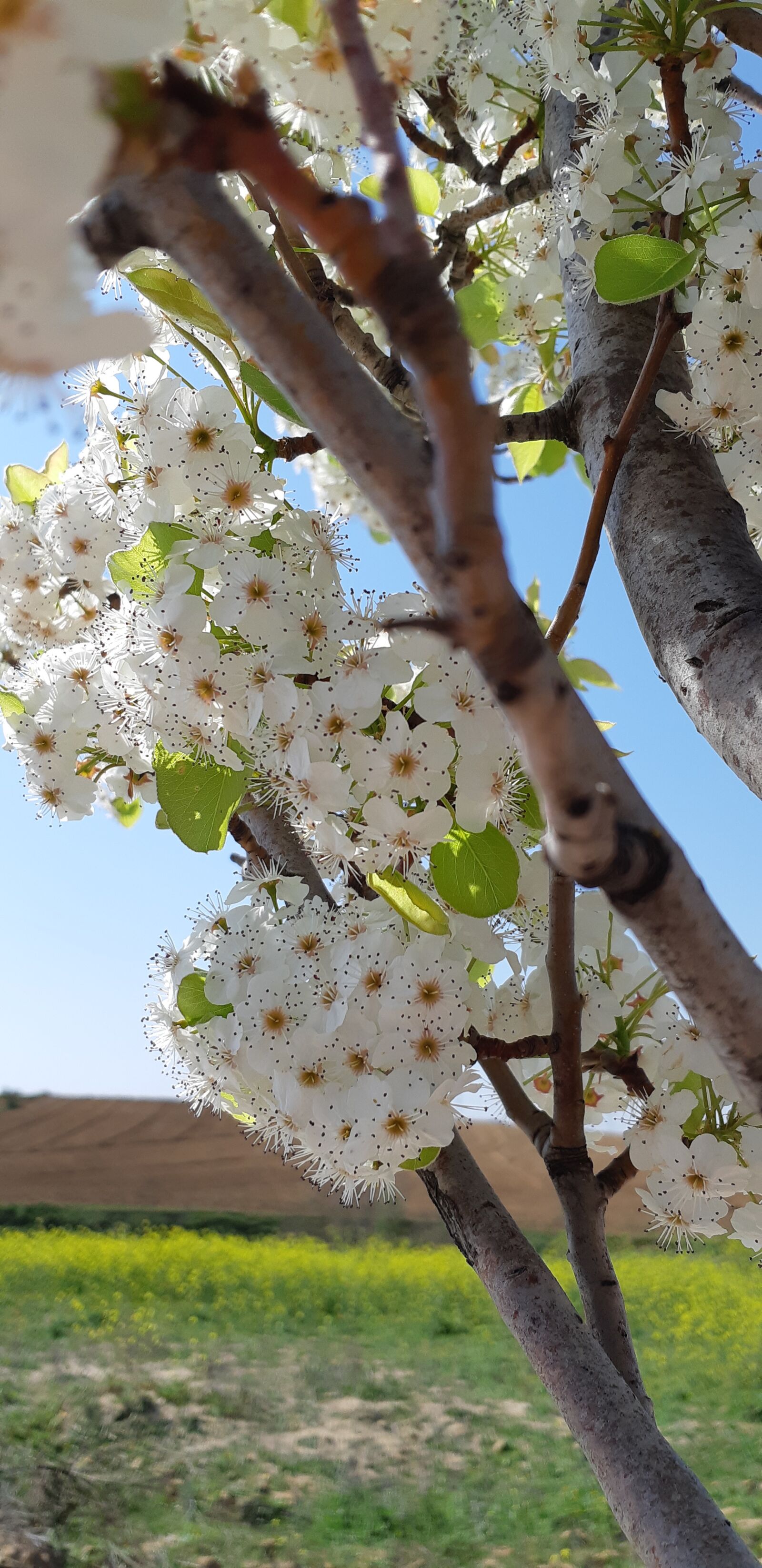 Samsung Galaxy A8(2018) sample photo. Flowers, tree, spring photography