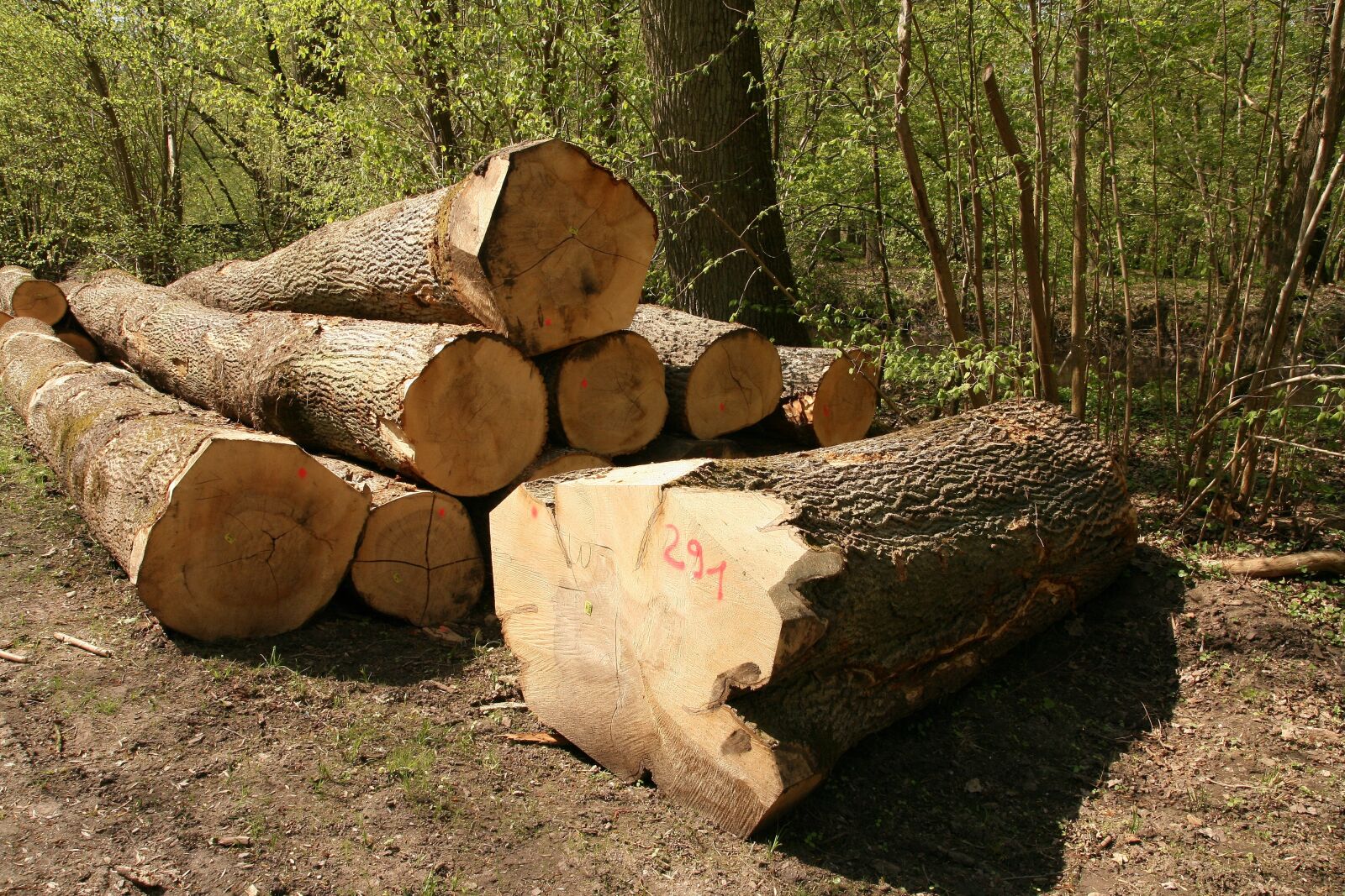 Canon EOS 400D (EOS Digital Rebel XTi / EOS Kiss Digital X) sample photo. Timber industry, wood, tree photography