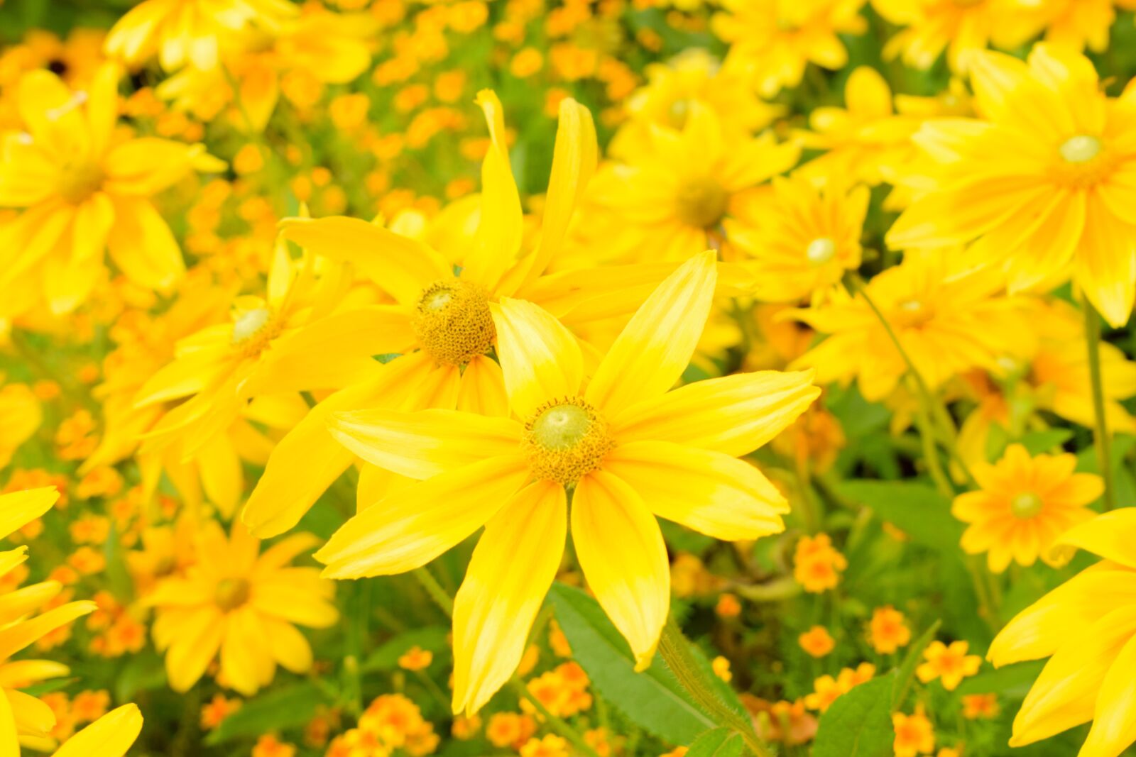 Nikon D3300 sample photo. Flower, yellow, bloom photography