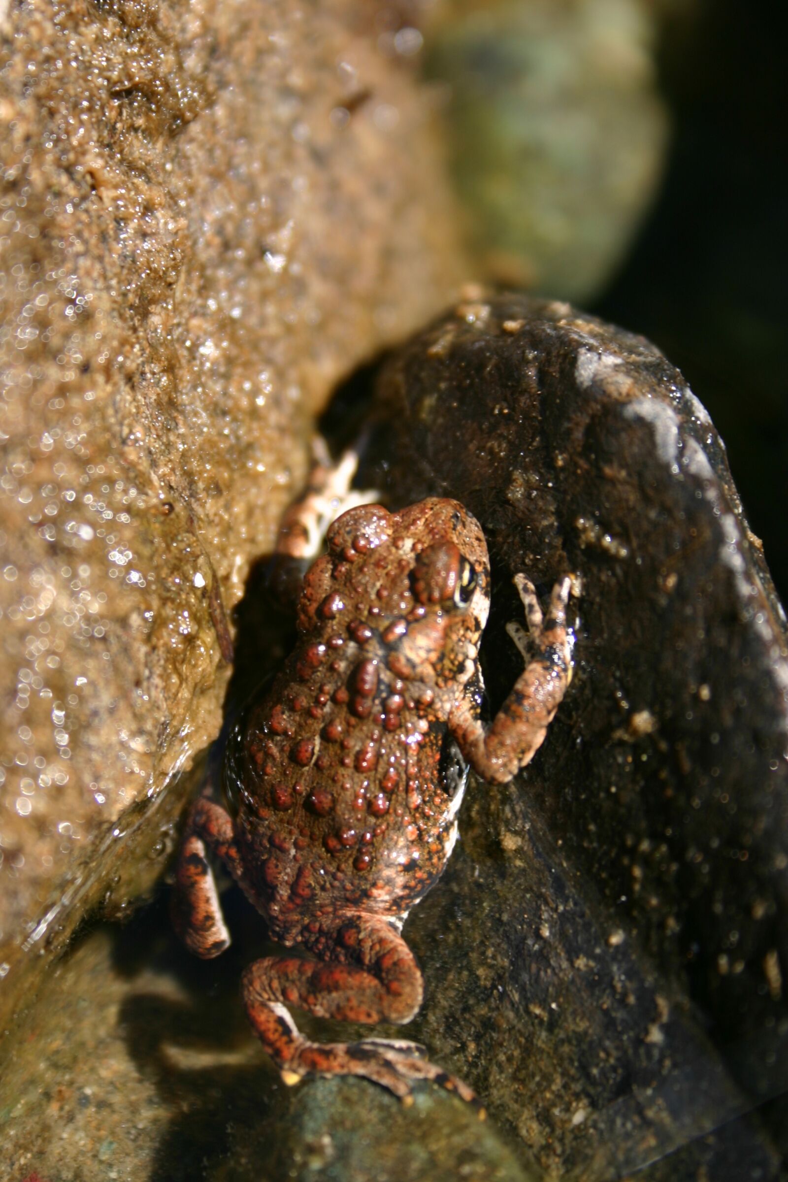 Canon EOS 300D (EOS Digital Rebel / EOS Kiss Digital) sample photo. Frog, toad, amphibian photography