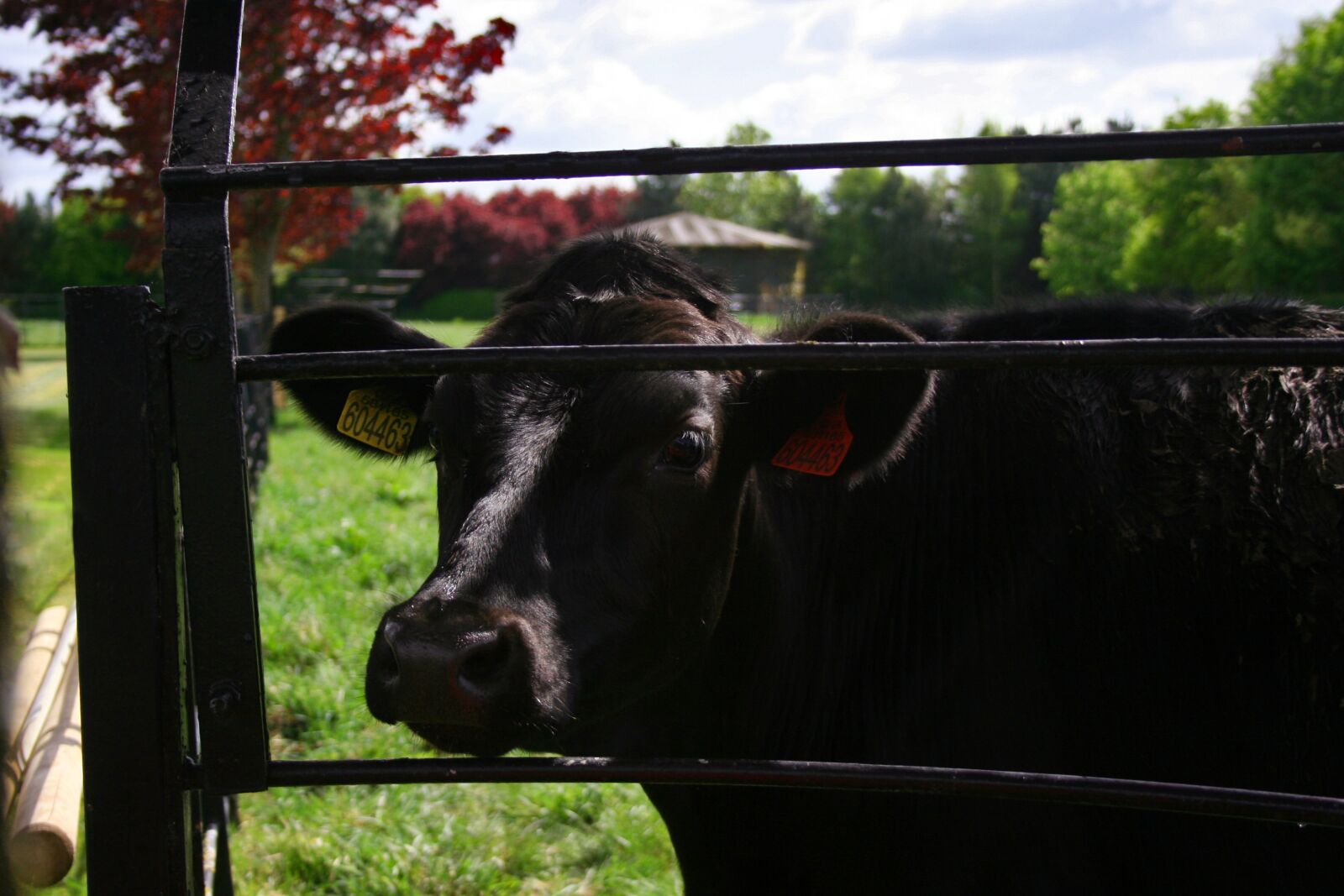 Canon EOS 350D (EOS Digital Rebel XT / EOS Kiss Digital N) sample photo. Cow, black, meadow photography