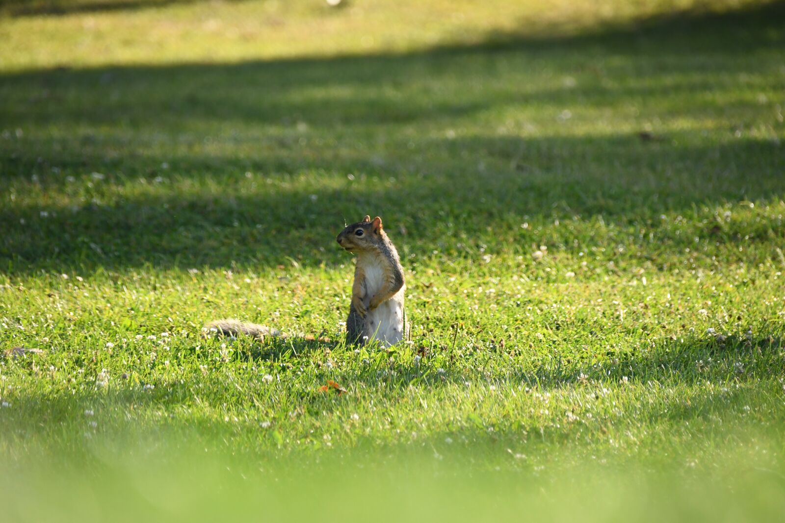 Nikon D7500 sample photo. Squirrel, outdoors, wildlife photography