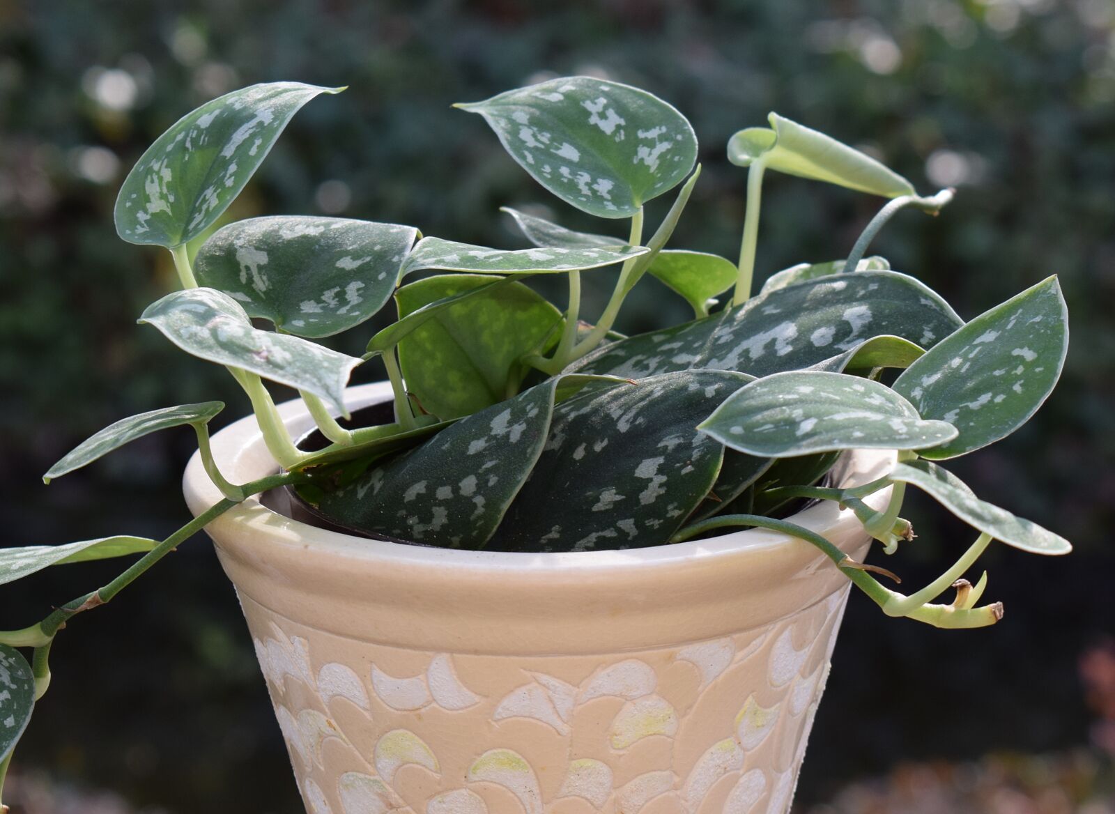Nikon D3300 sample photo. Philodendron silva, container plant photography