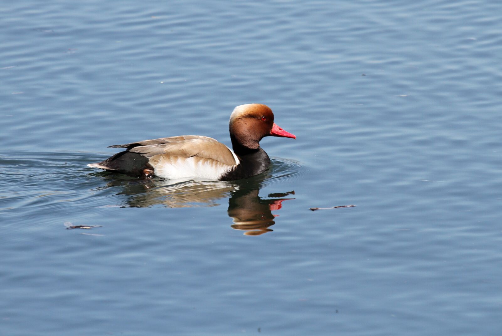 Canon EOS 7D sample photo. Mallard, duck, water bird photography