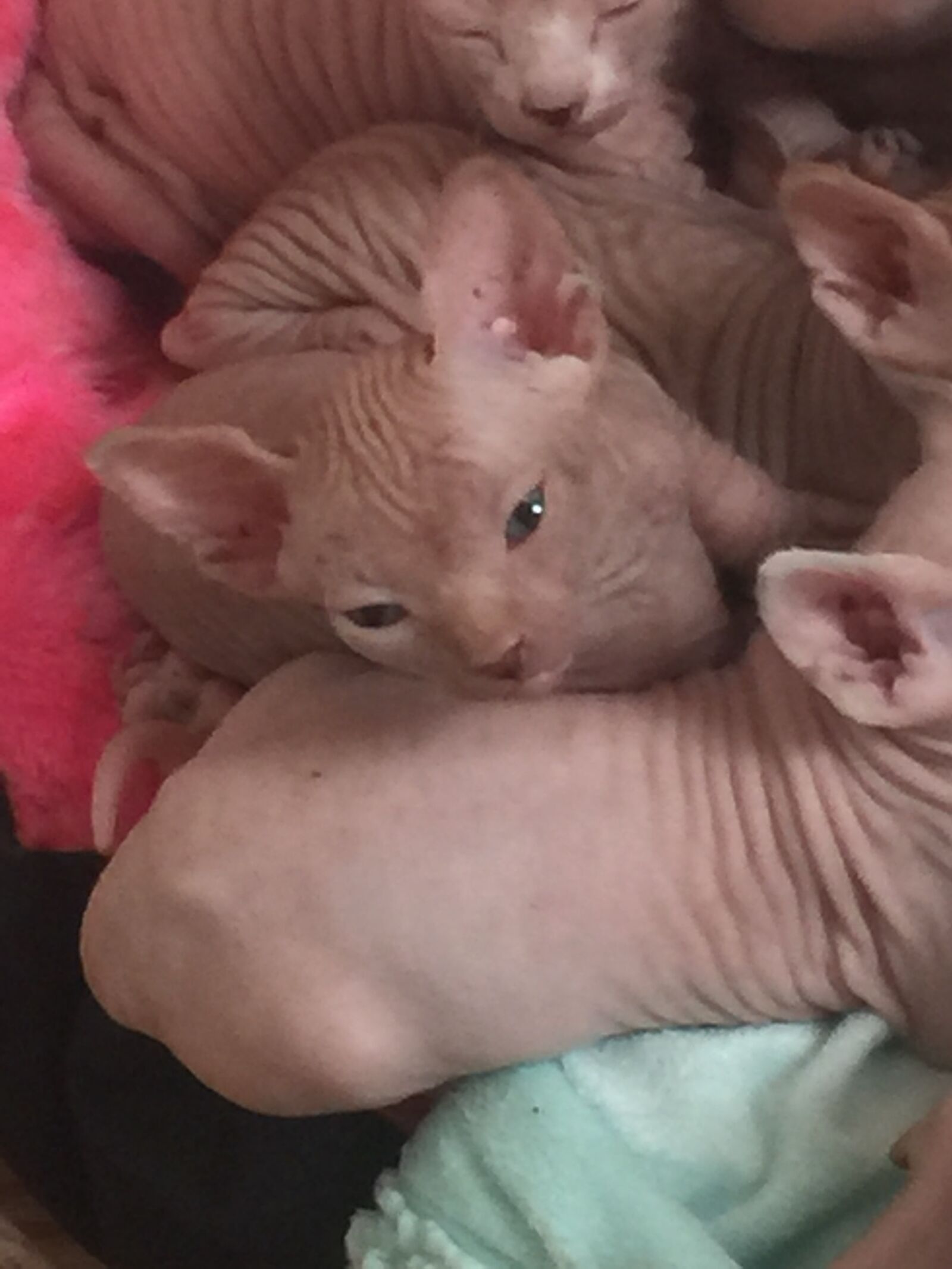iPhone 6 Plus back camera 4.15mm f/2.2 sample photo. Cat, sphinx, sphynx photography