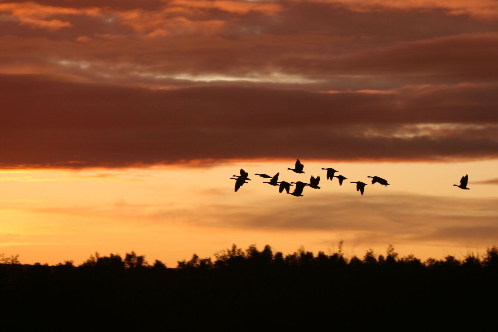 Canon EOS 20D sample photo. Migrating birds, sunset, nature photography