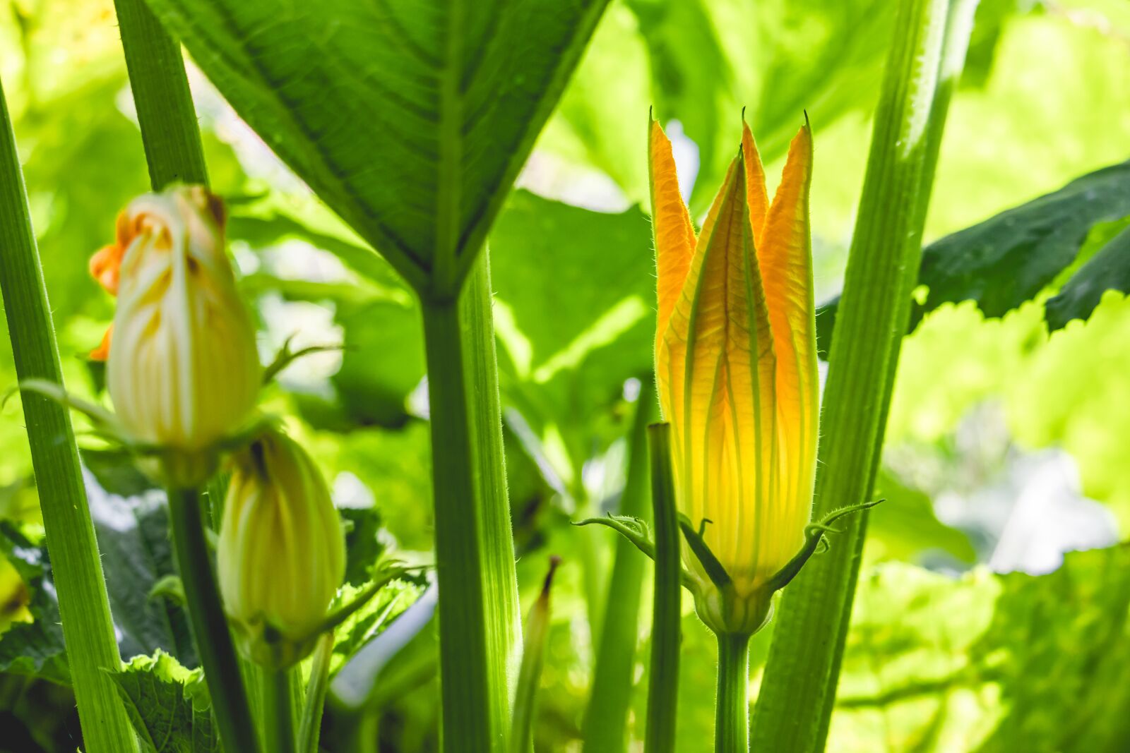 Canon EOS 77D (EOS 9000D / EOS 770D) sample photo. Zucchini, flowers, vegetables photography