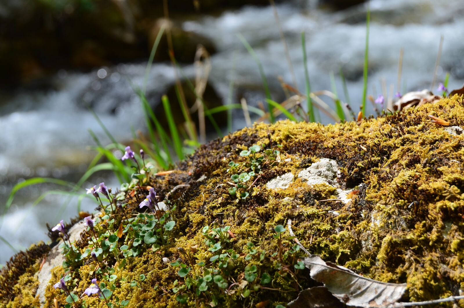 Nikon D5100 sample photo. Stream, moss, mountain photography