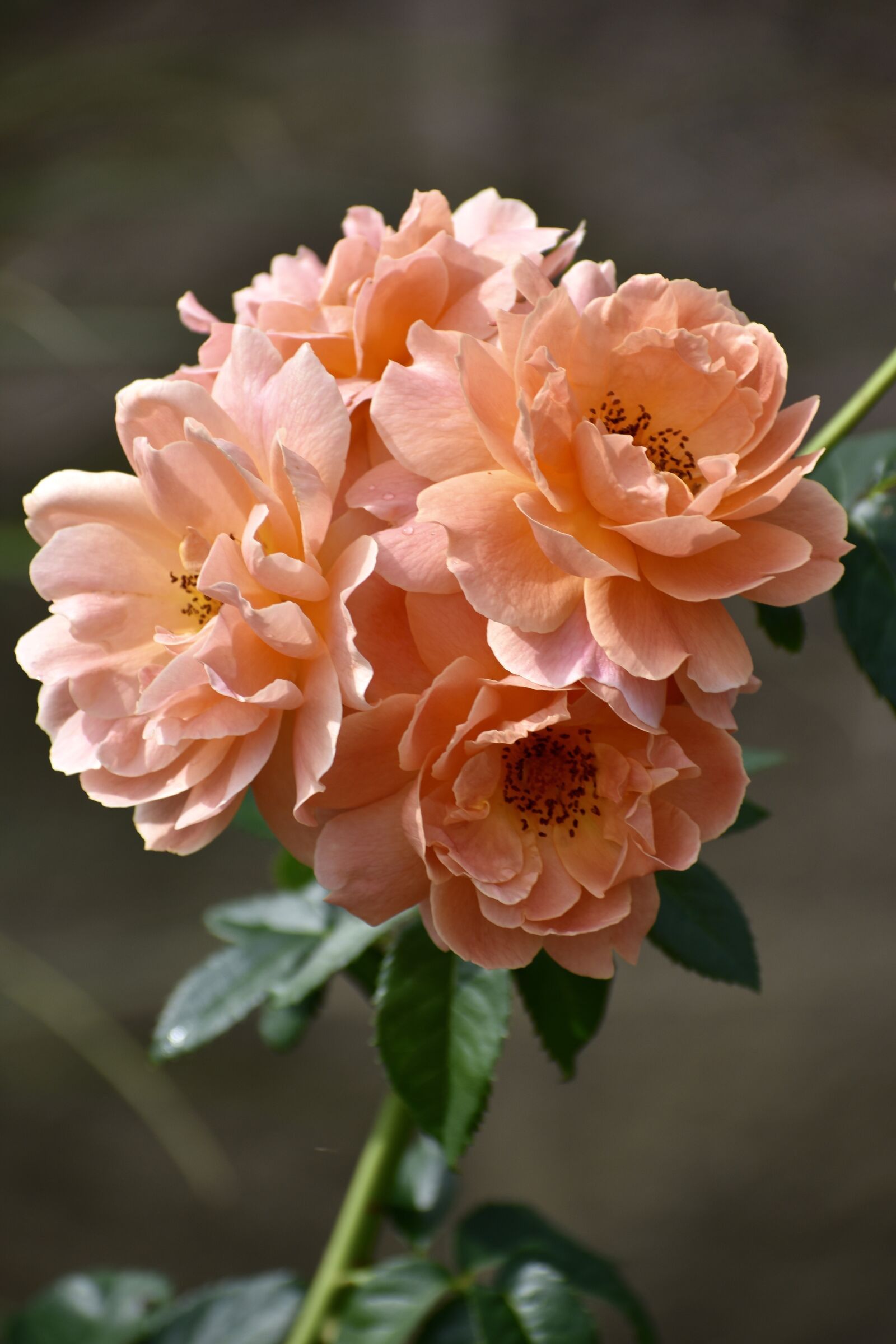 Nikon D3400 sample photo. Rose, peach, flower photography