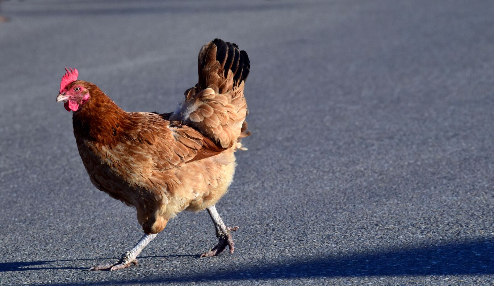 Nikon D3300 sample photo. Chicken, escape, race photography