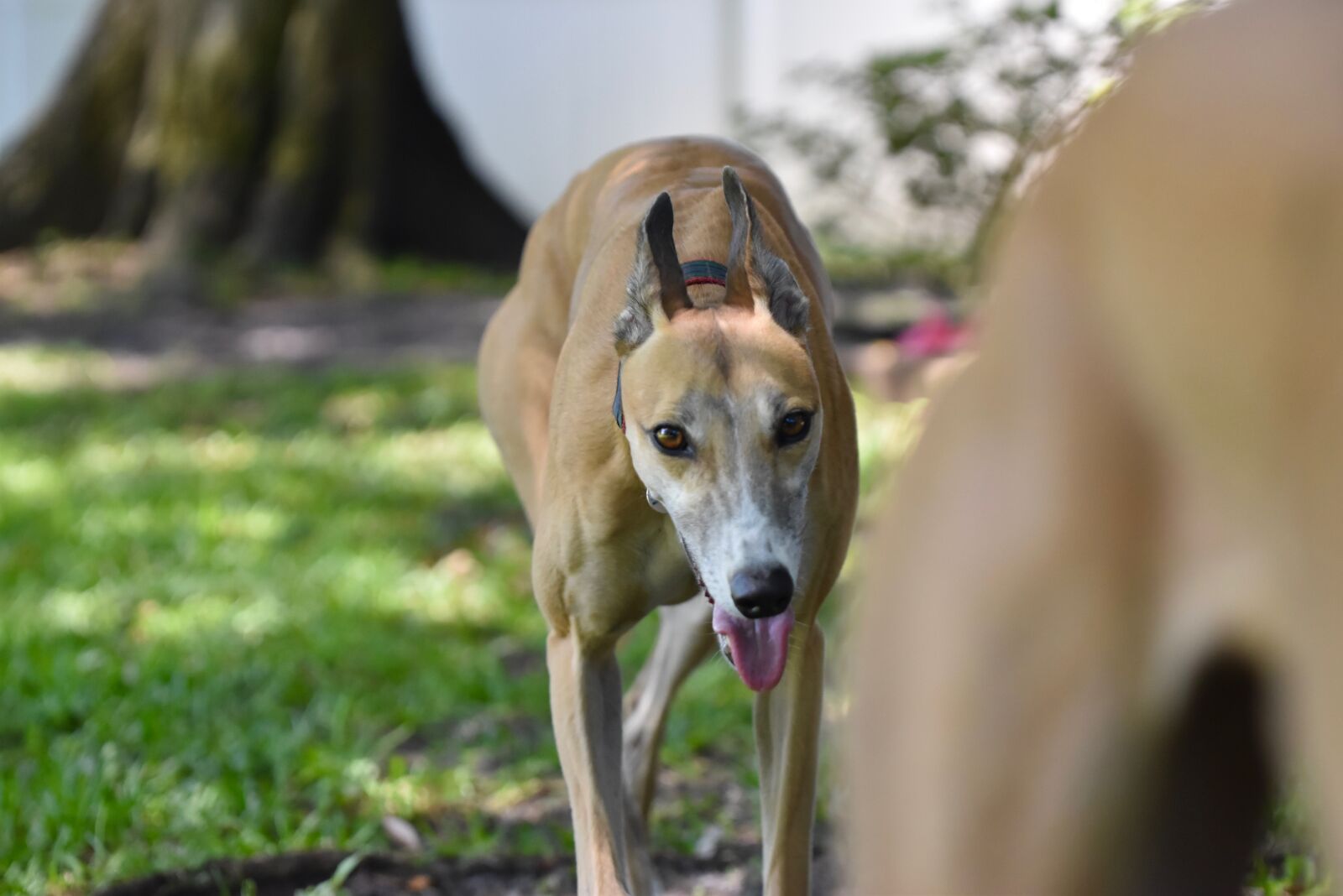 Nikon D5500 sample photo. Greyhound, retired racing dog photography