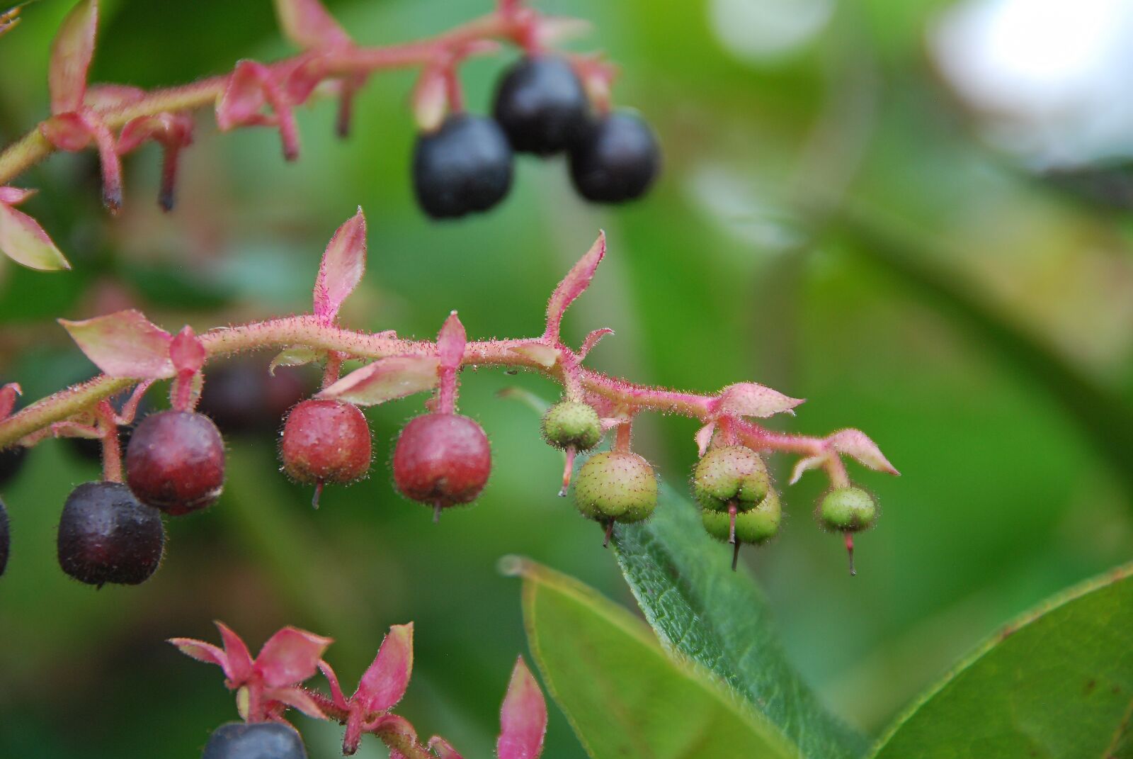Nikon D80 sample photo. Berries, plant, fruits photography