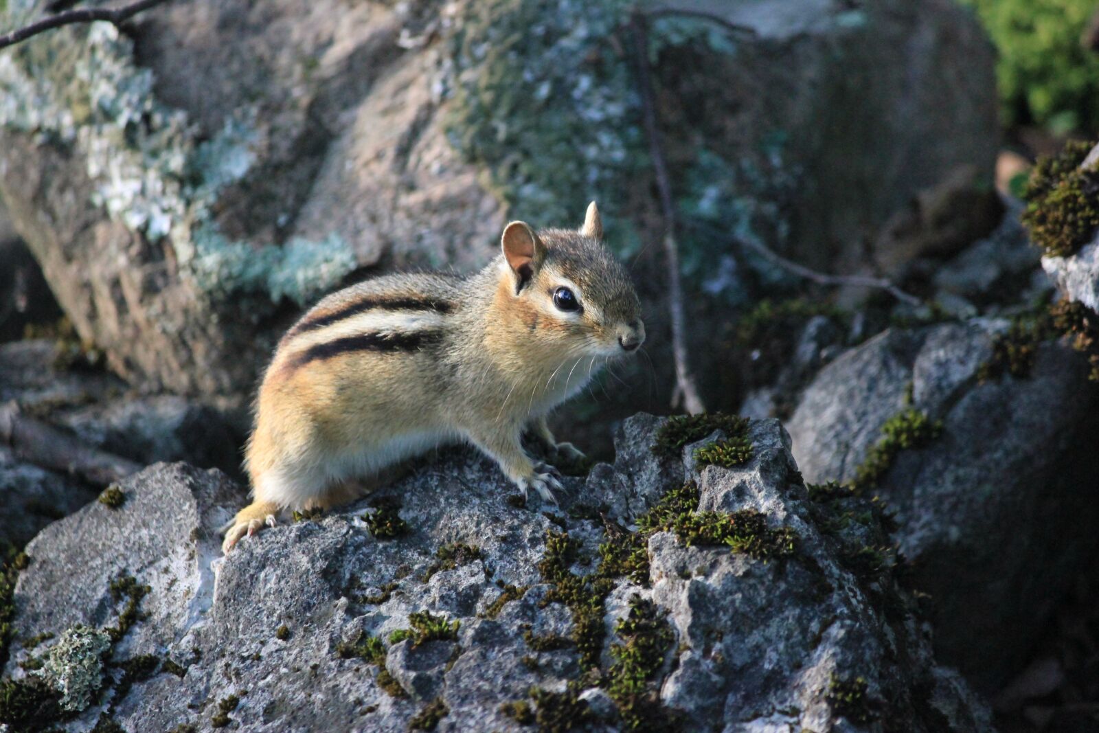 Canon EOS 550D (EOS Rebel T2i / EOS Kiss X4) sample photo. Nature, wildlife, outdoors photography