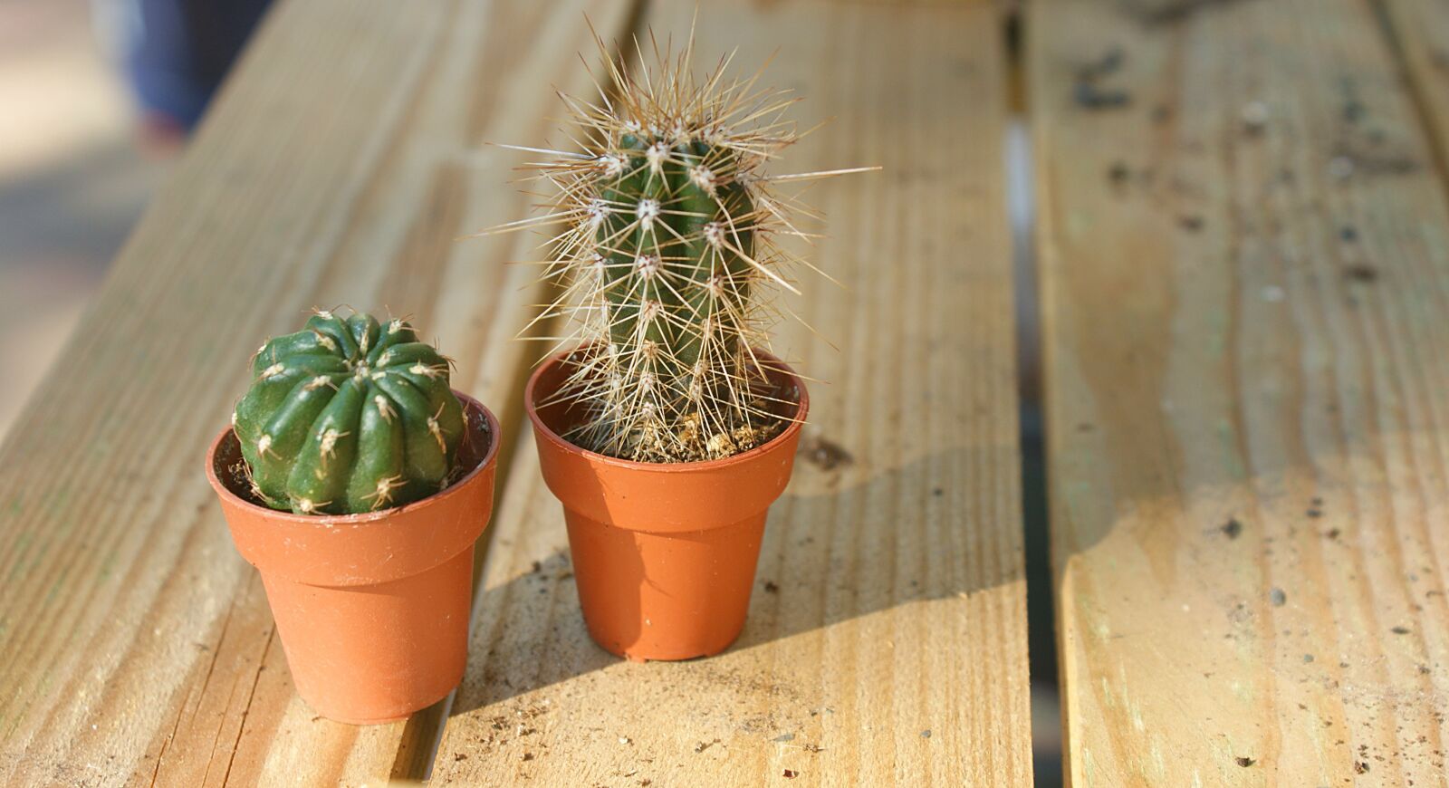 Sony Alpha DSLR-A350 sample photo. Cactus, plant, plants photography