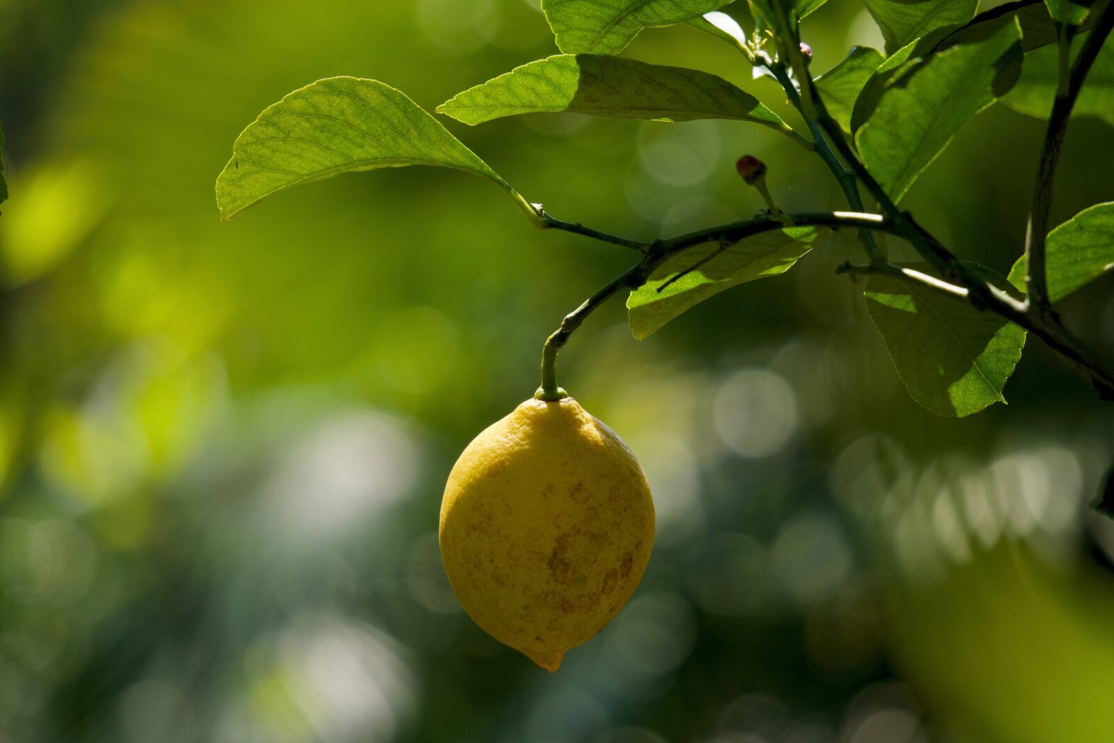 Sony E 55-210mm F4.5-6.3 OSS sample photo. Lemon, limone, citrus limon photography