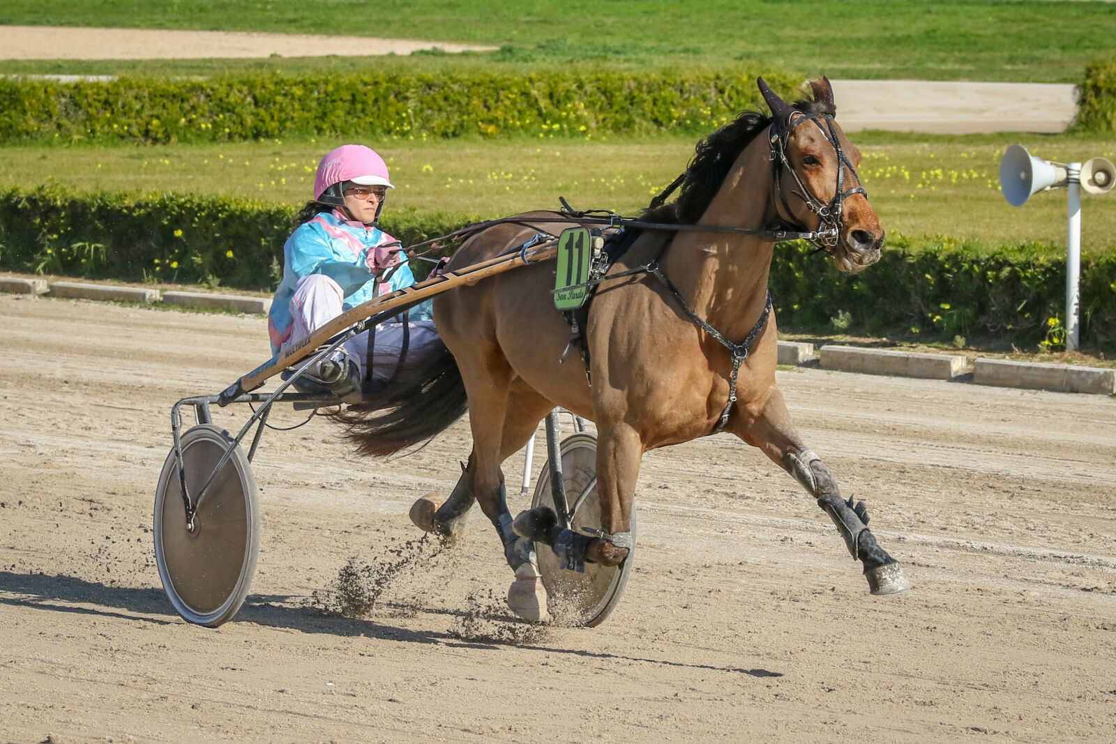 Canon EOS 7D Mark II sample photo. Horses, racing, trot photography