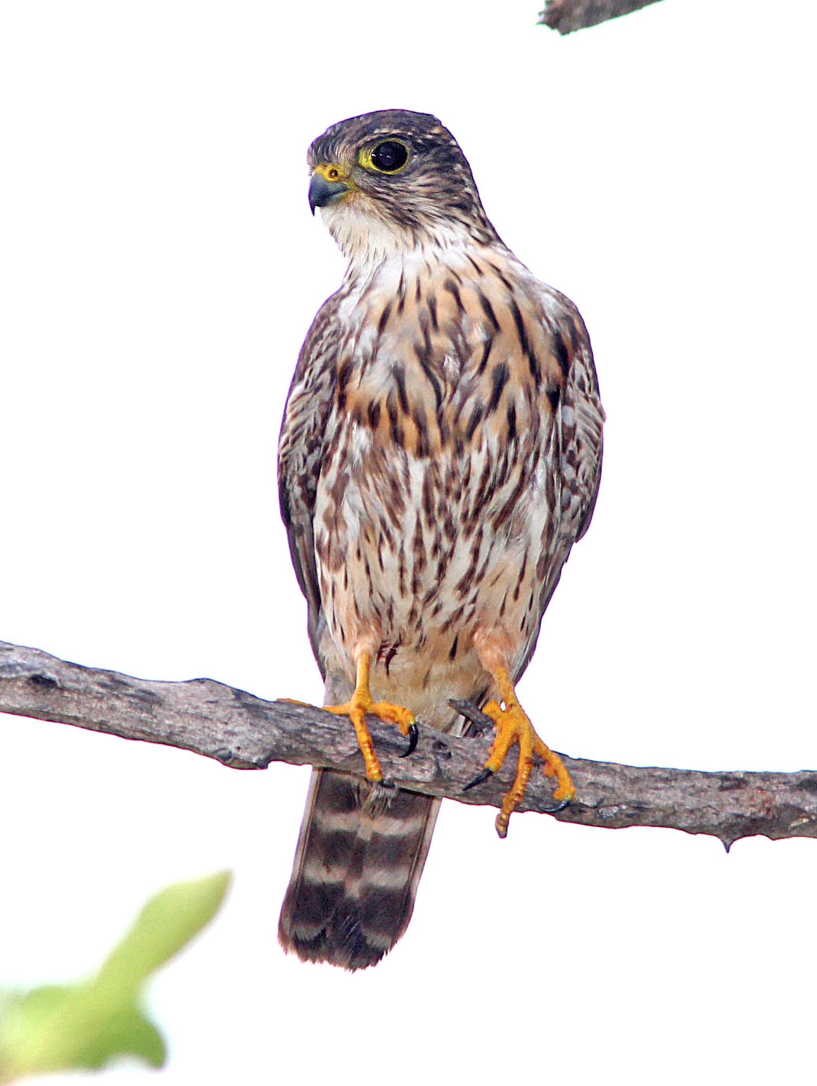 Canon EF 300mm F4L IS USM sample photo