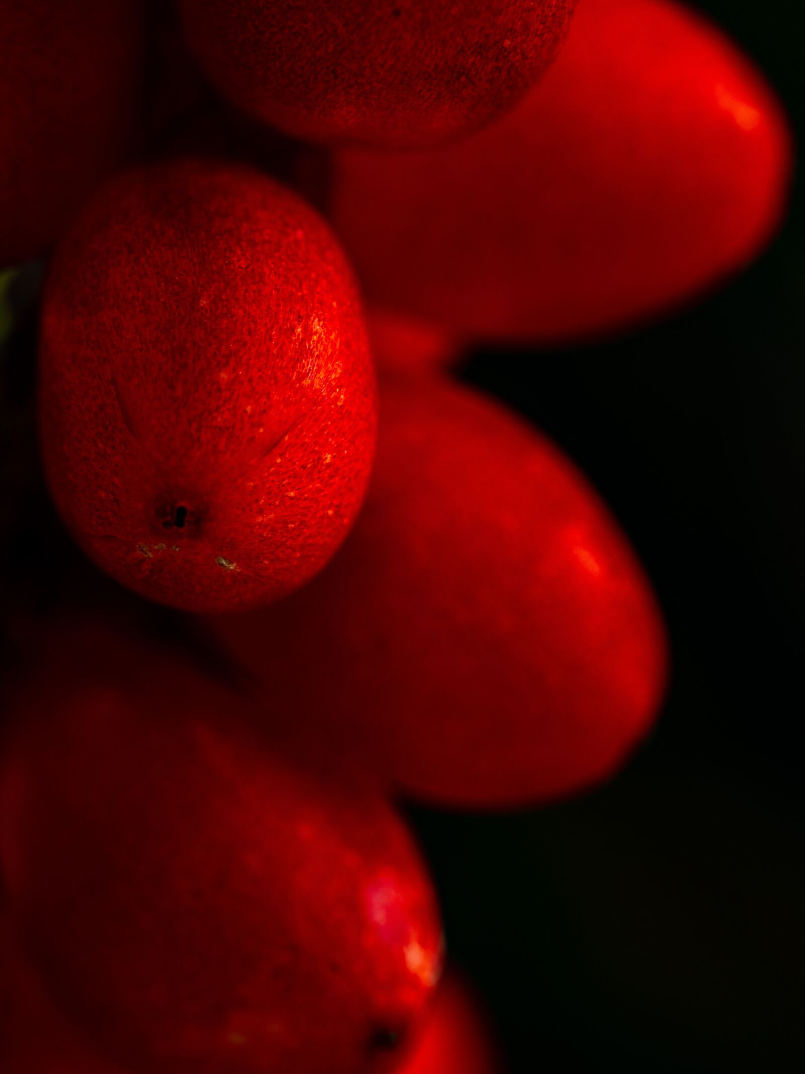 Olympus M.Zuiko Digital ED 60mm F2.8 Macro sample photo. Fruits, sukulent, plant photography