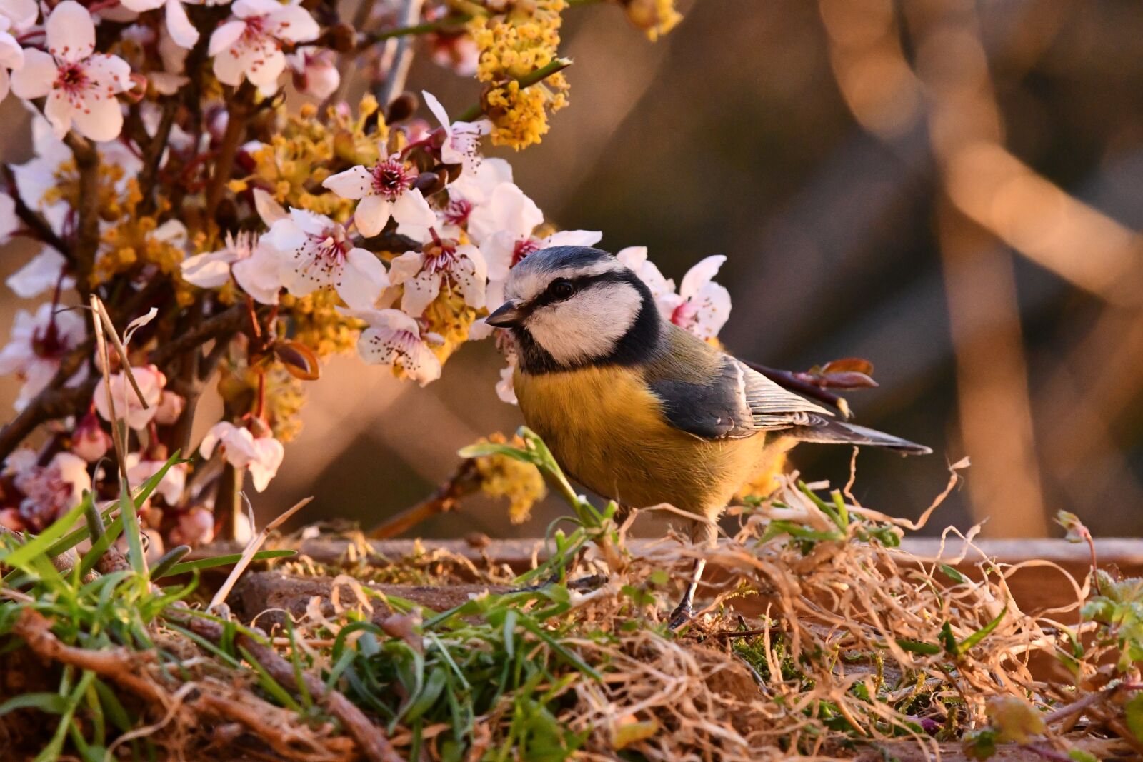 Nikon D7500 sample photo. Spring, blue tit, bloom photography