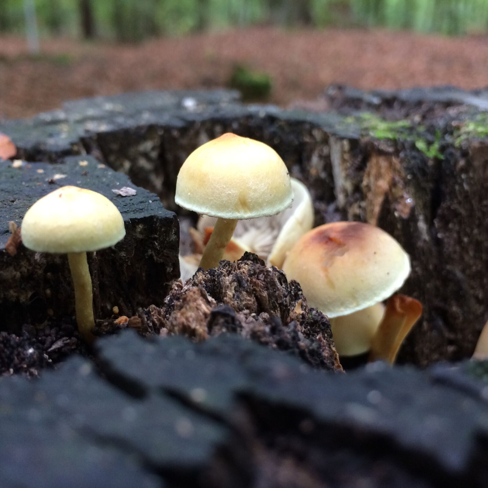 iPhone 5s back camera 4.15mm f/2.2 sample photo. Autumn, mushroom, wood photography