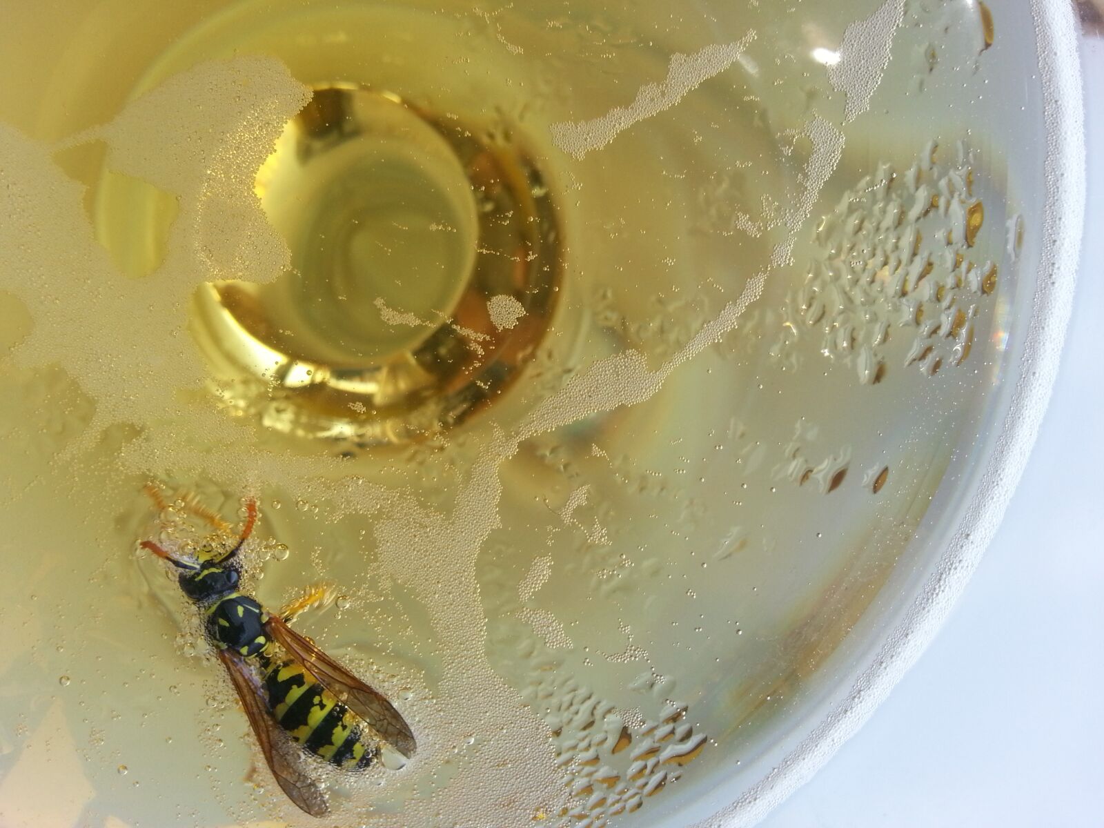 Samsung Galaxy S3 sample photo. Wasp, insect, insects photography