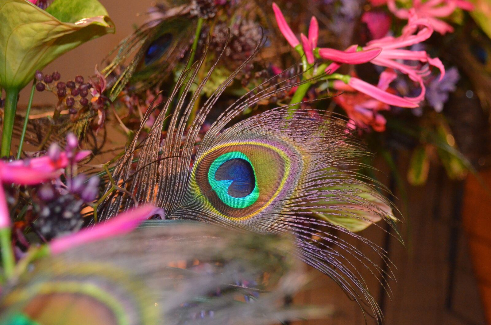 Nikon D5100 sample photo. Peacock, peacock feather, flowers photography