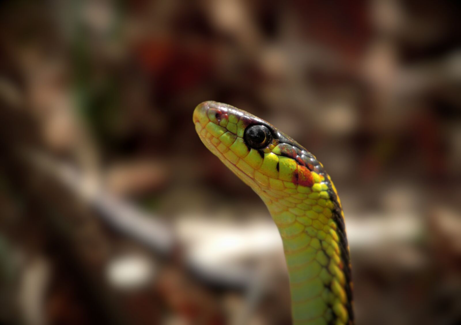 Canon PowerShot SX530 HS sample photo. Snake, garter, head photography